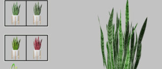 Комнатное растение Sansevieria для Симс 4 – фото